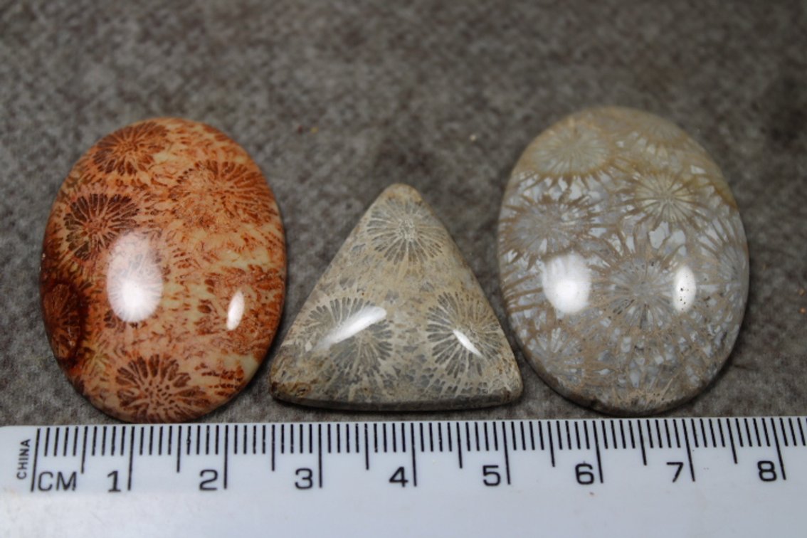 Three Coral cabochons