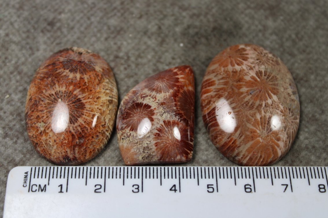 Three Coral cabochons