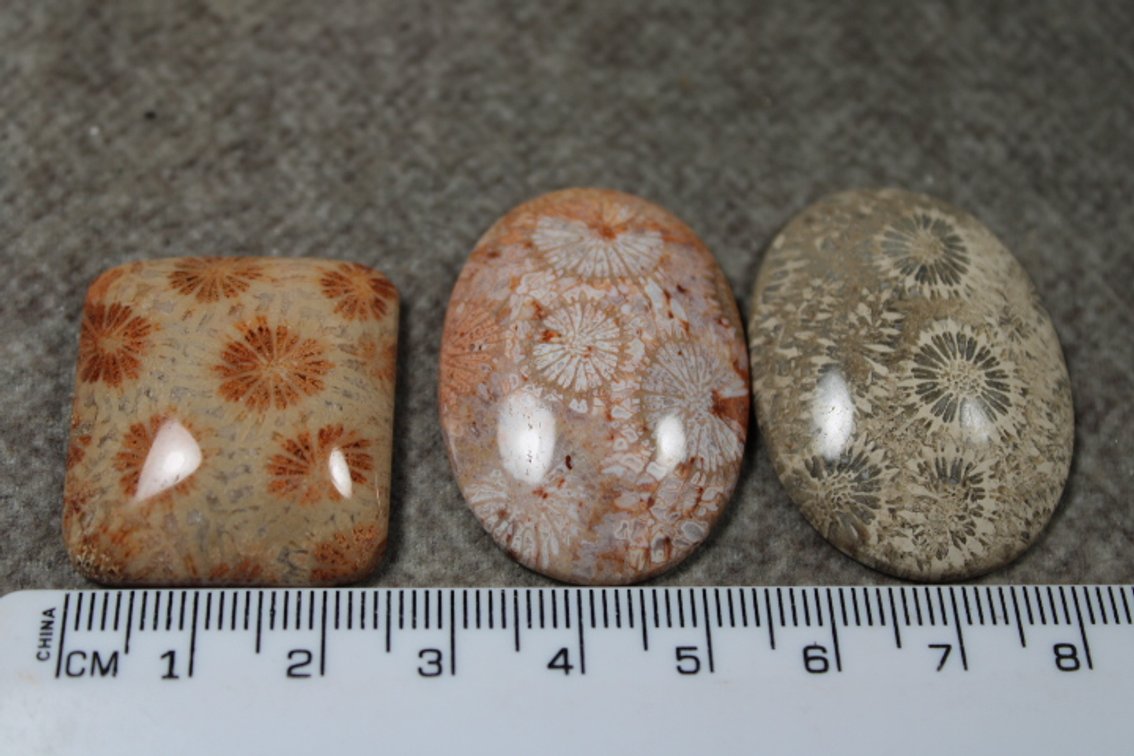 Three Coral cabochons