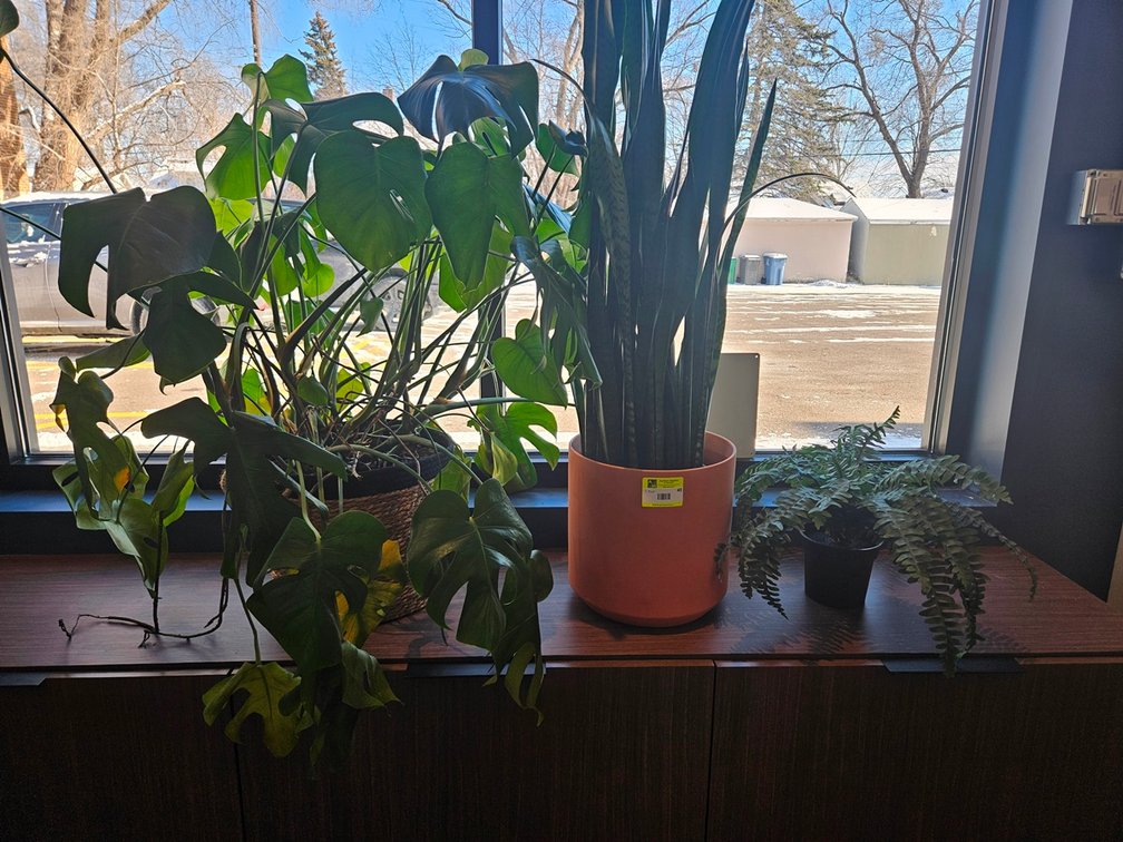 3 Assorted Plants (2 Real)