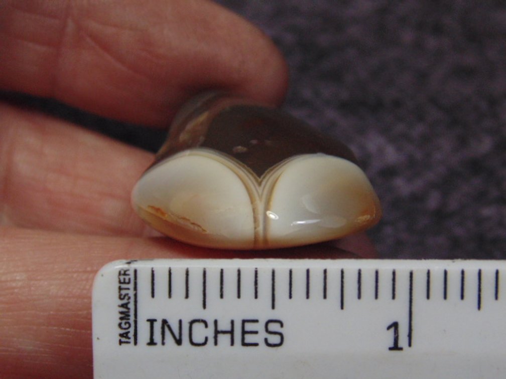 A polished Lake Superior Eye Agate, weighs 13.3 grams