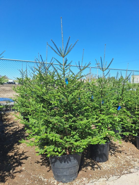 Balsam Fir