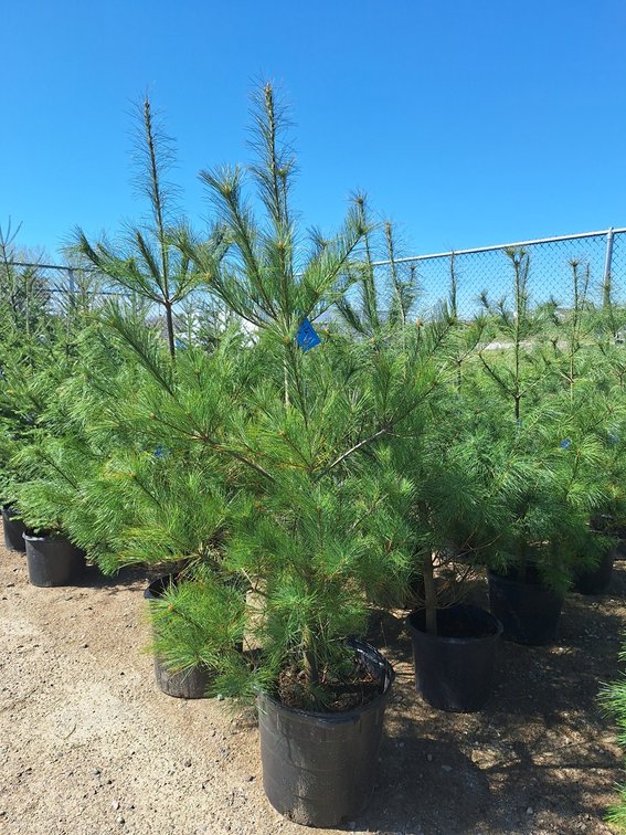 White Pine
