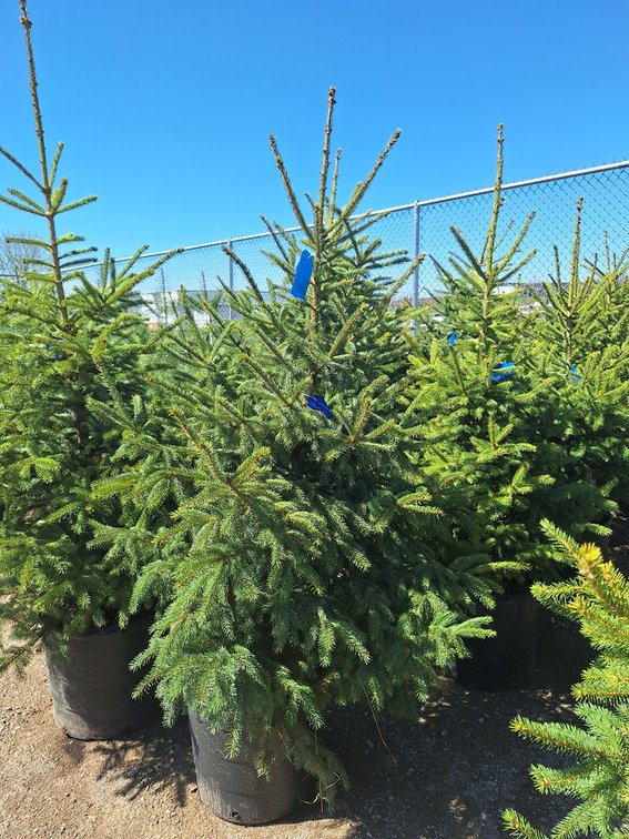 Black Hills Spruce