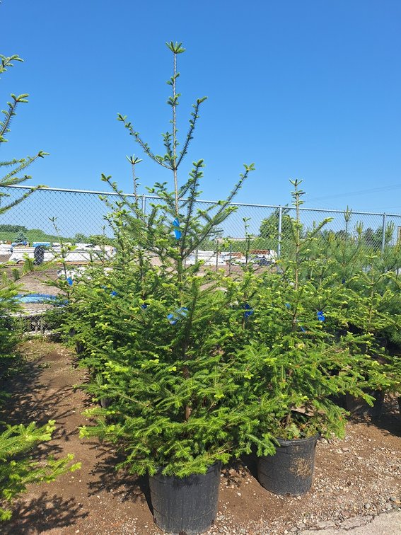 Balsam Fir