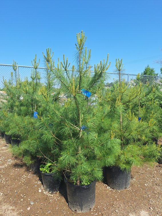 White Pine