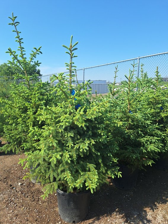 Black Hills Spruce