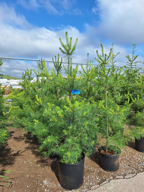 White Pine
