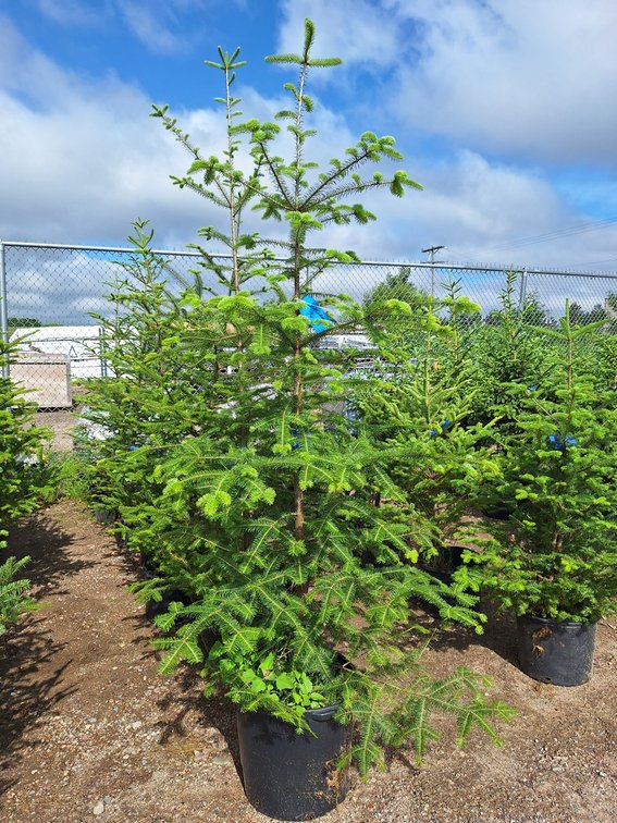 Balsam Fir