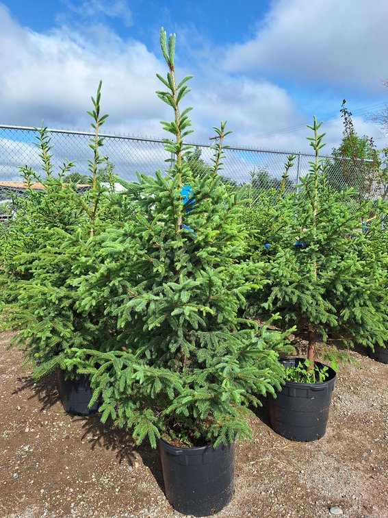 Black Hills Spruce