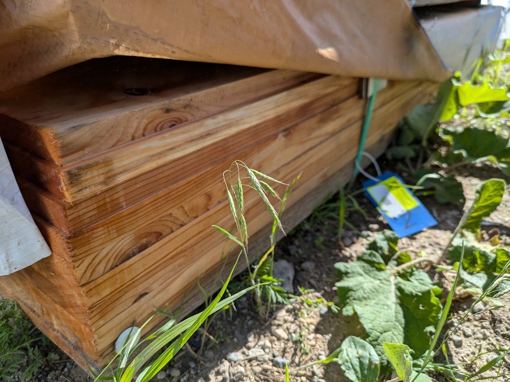 Cedar Fence Boards, 39 - 6' 1x12's