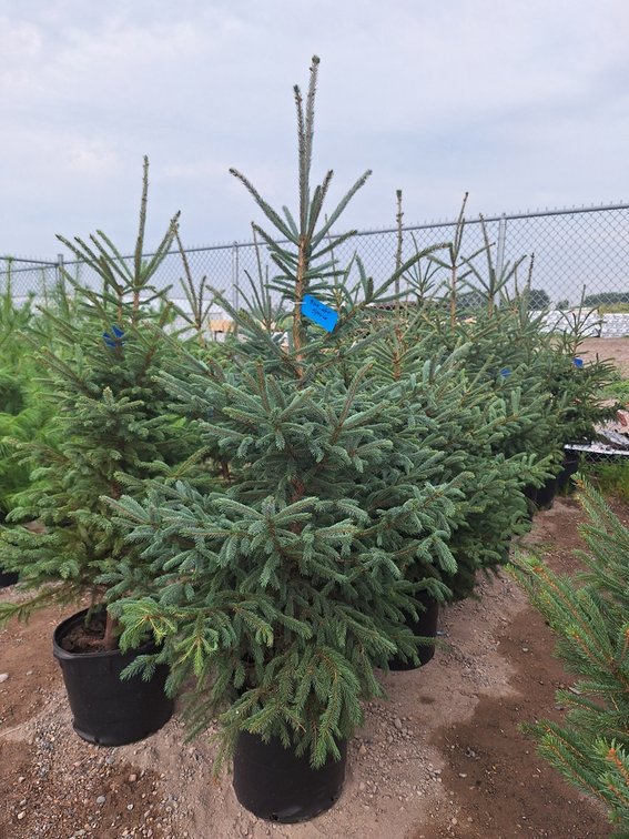 Black Hills Spruce