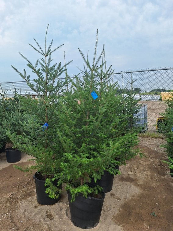 Balsam Fir