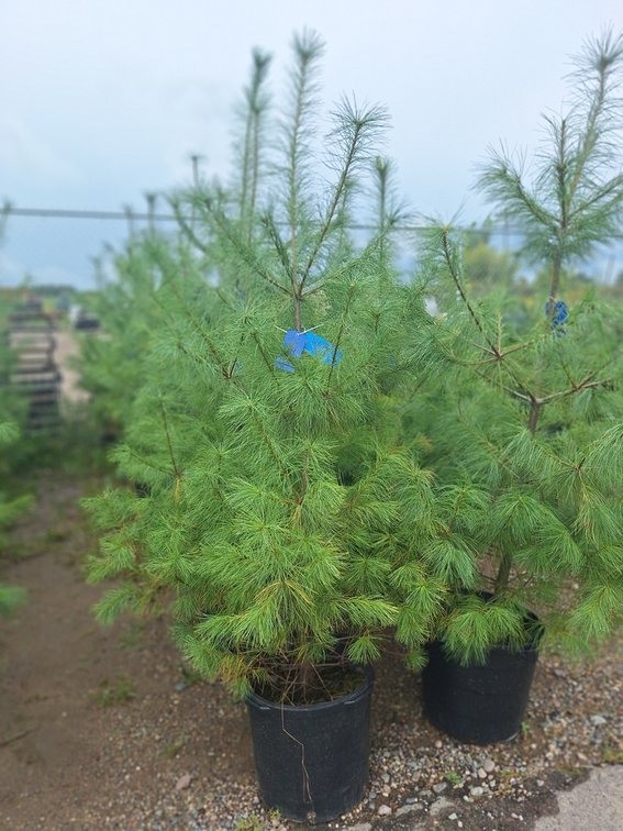 White Pine
