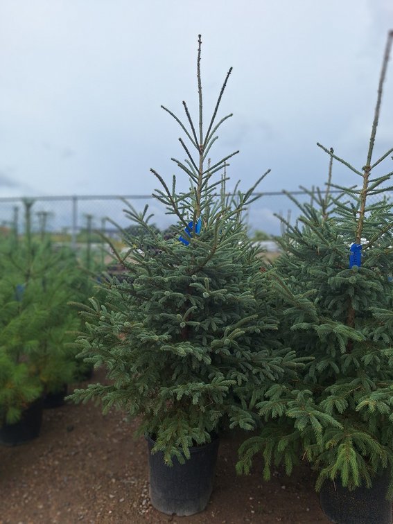 Black Hills Spruce