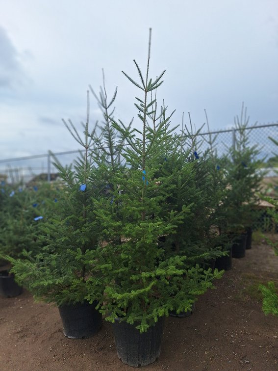 Balsam Fir