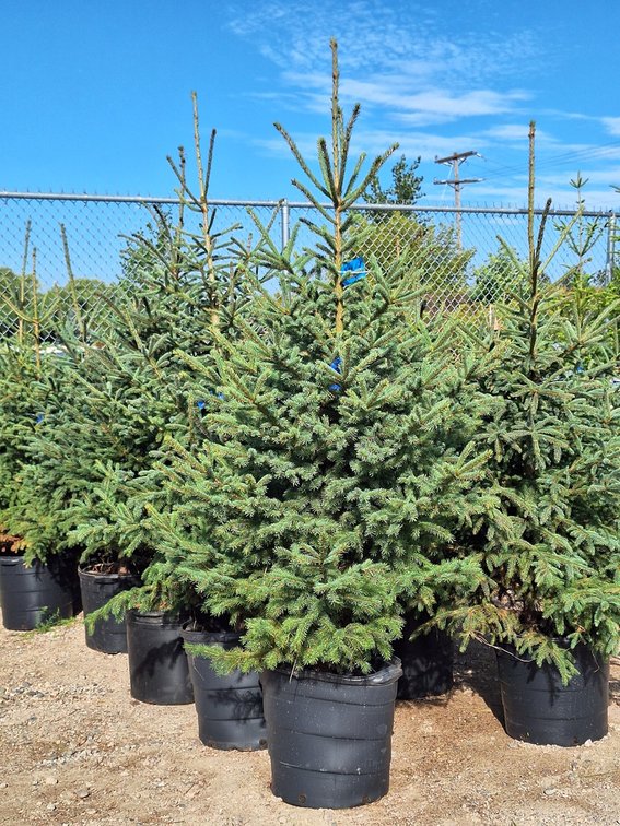 Black Hills Spruce