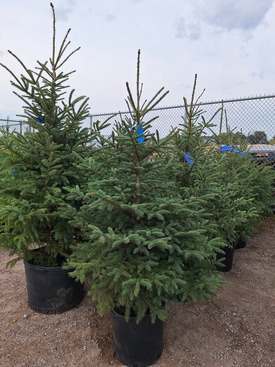 Black Hills Spruce
