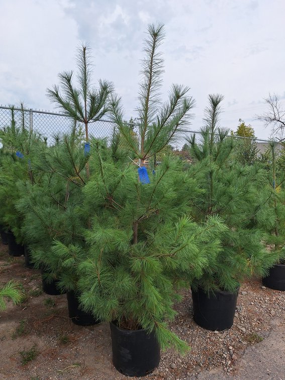 White Pine