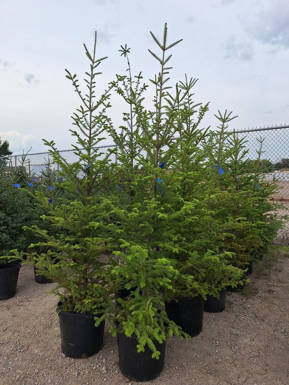 Balsam Fir