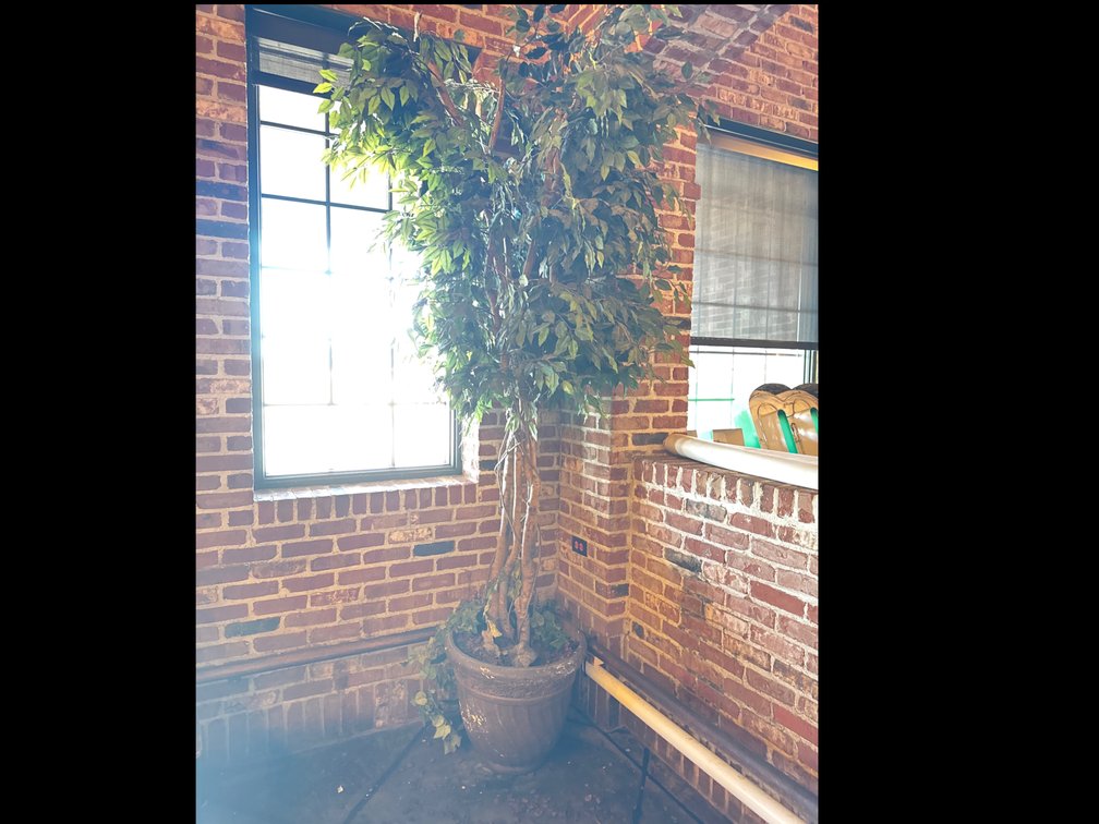 Artificial Ficus Tree in Decorative Planter