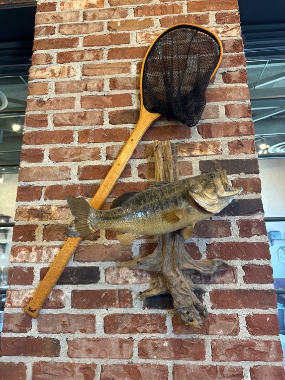 Largemouth Bass Display & Brodin Wooden Landing Net