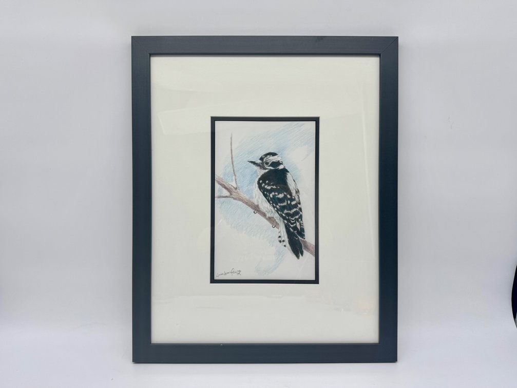 Colored pencil on paper woodpecker portrait by Linda Leigh Wolitz (local artist)