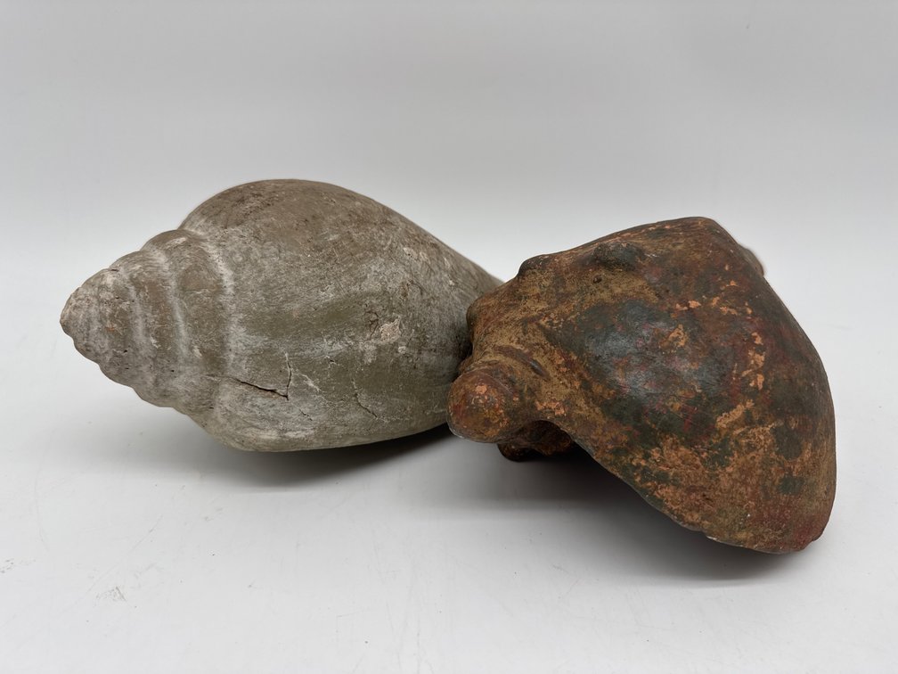 Concrete conch shells, rock