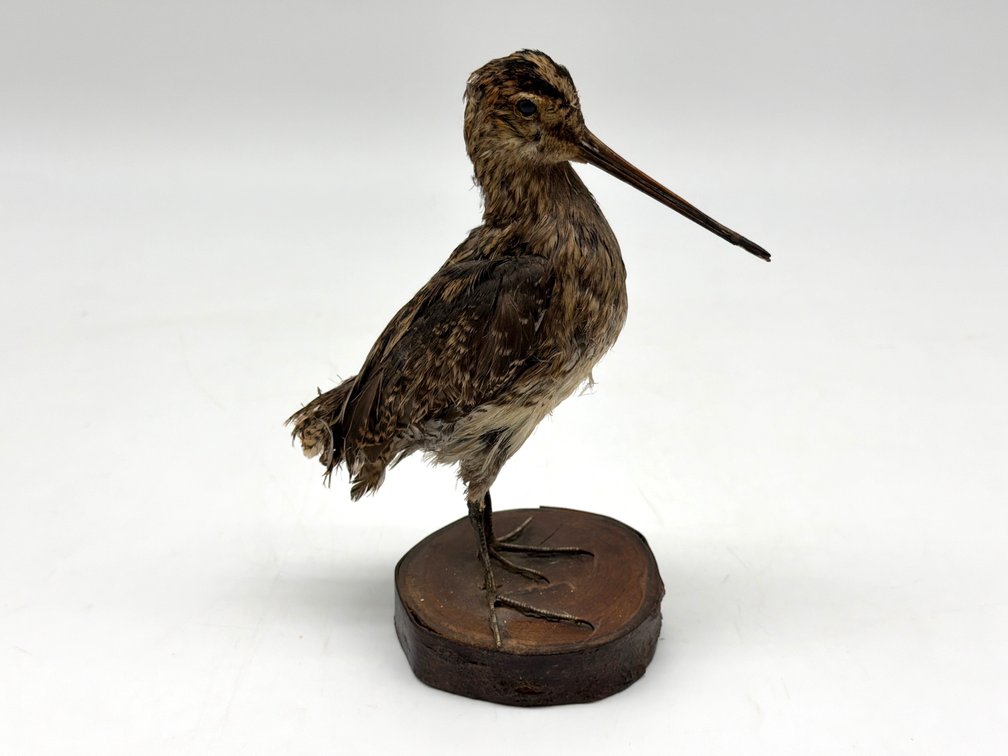 Taxidermied Woodcock