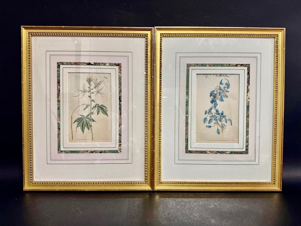 Antique framed botanical prints