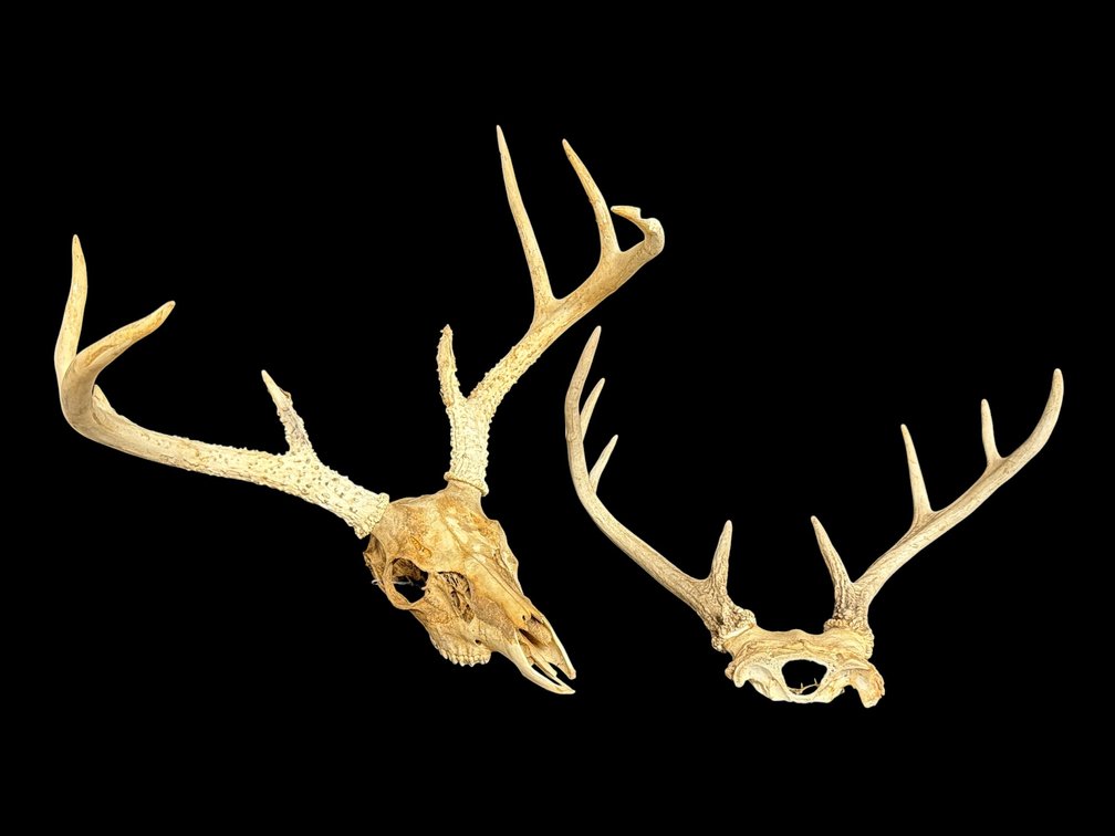 European mount deer taxidermy