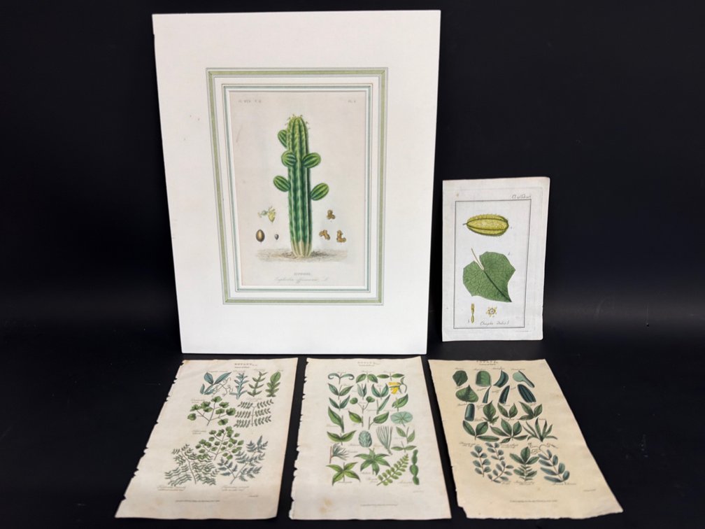 Botanical print with French mat, loose botanical prints
