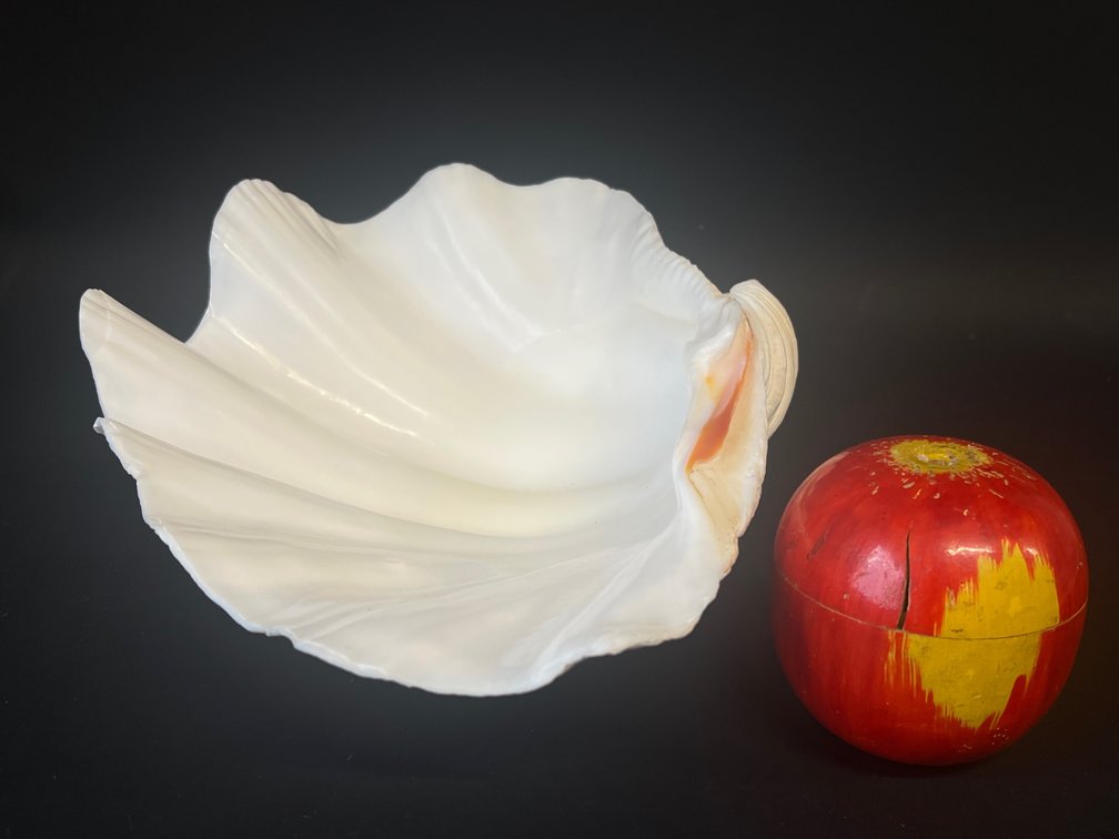 Beautiful large South Sea clam shell