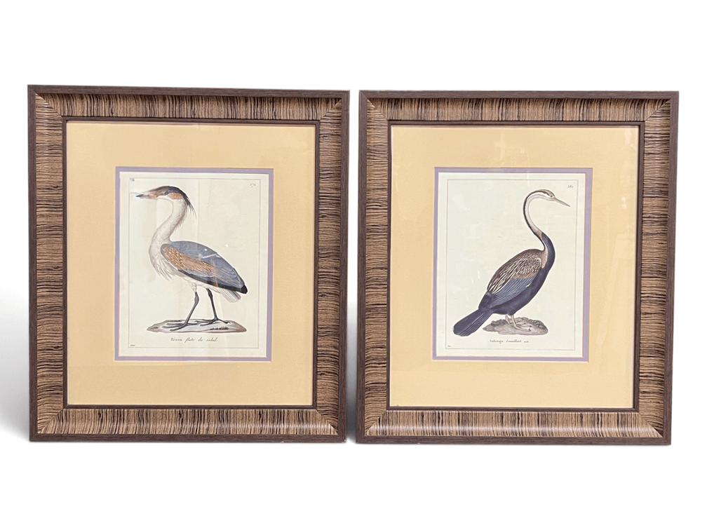 Two colored reproduction decorative ornithology framed prints