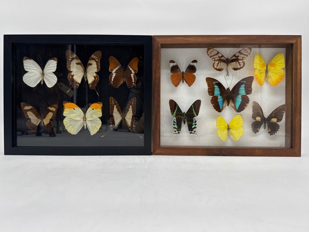 Butterfly taxidermy in shadow boxes