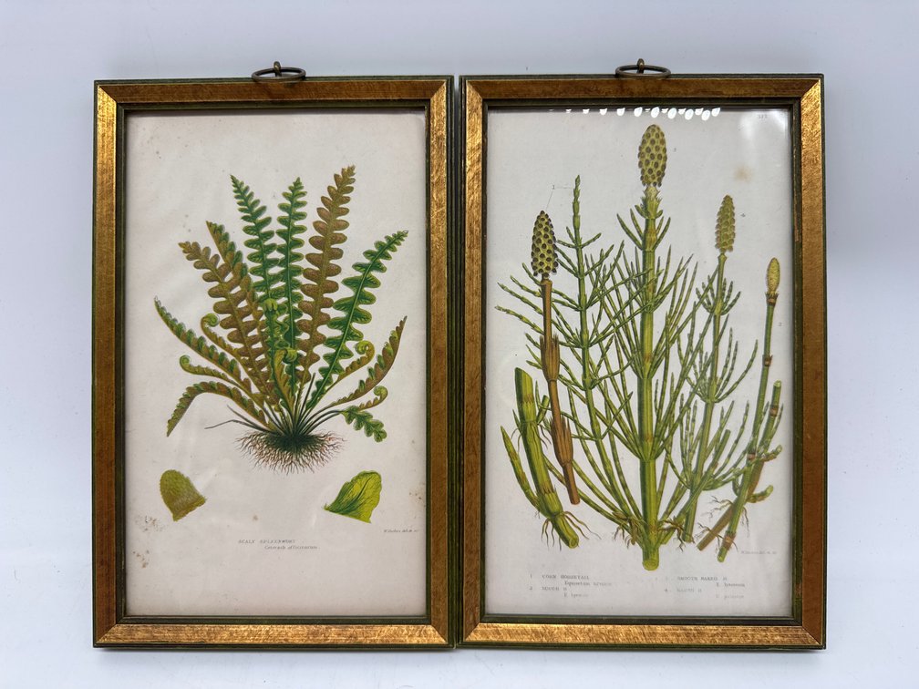 Framed antique botanical prints (2)