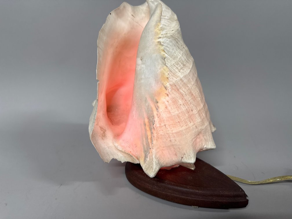 Conch shell lamp