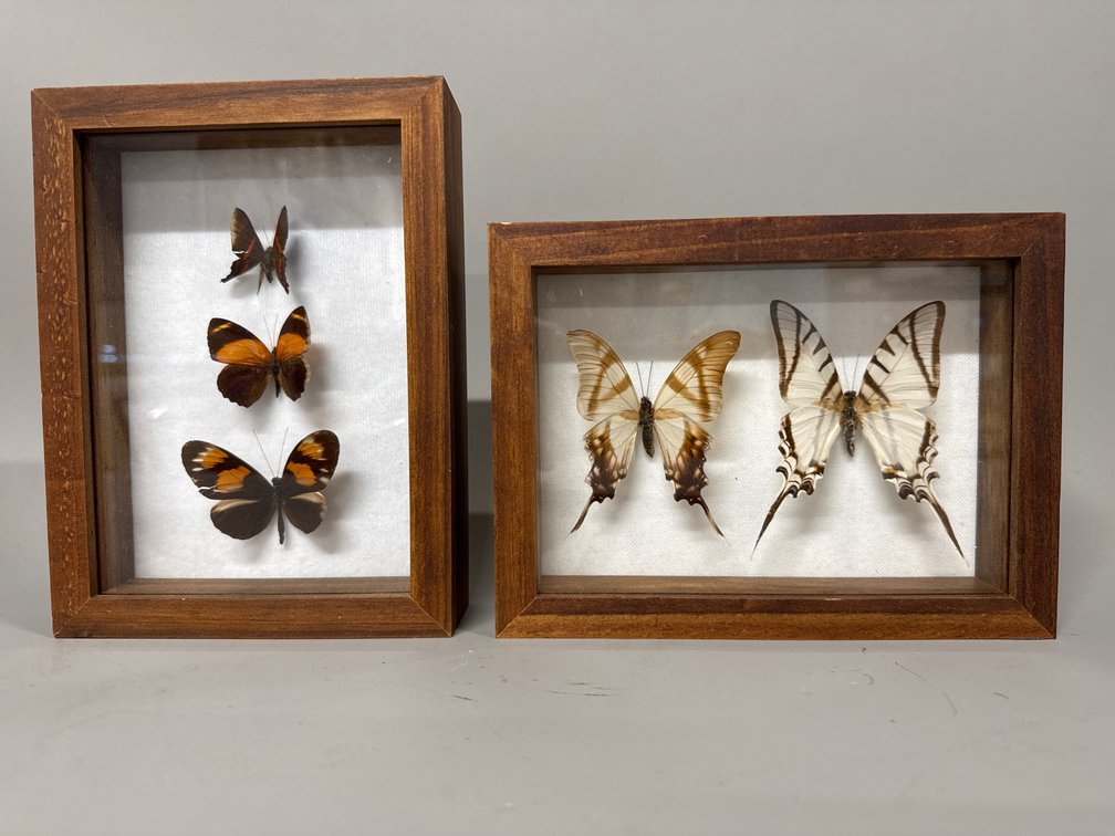 Framed butterflies