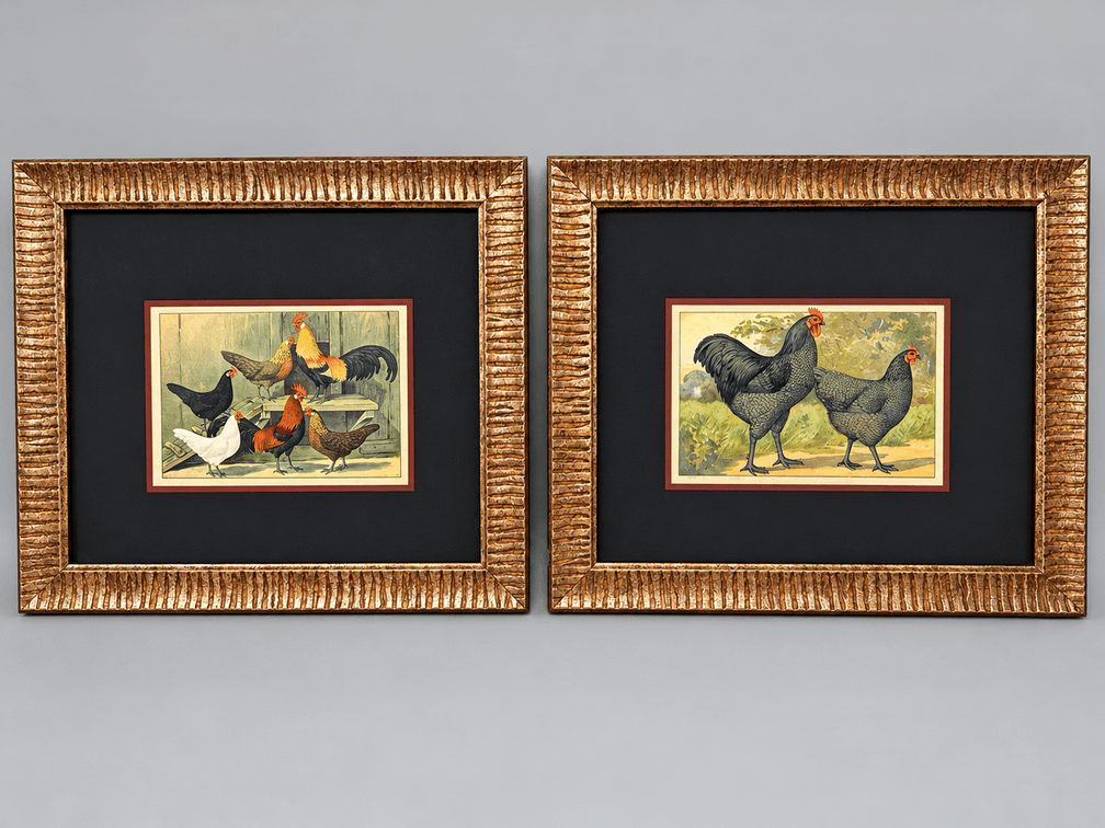 Framed lithographs of chickens