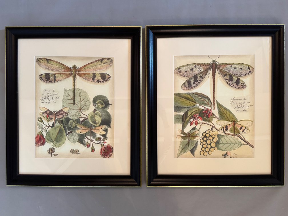 Pair of Ballard Designs framed dragonfly prints FR
