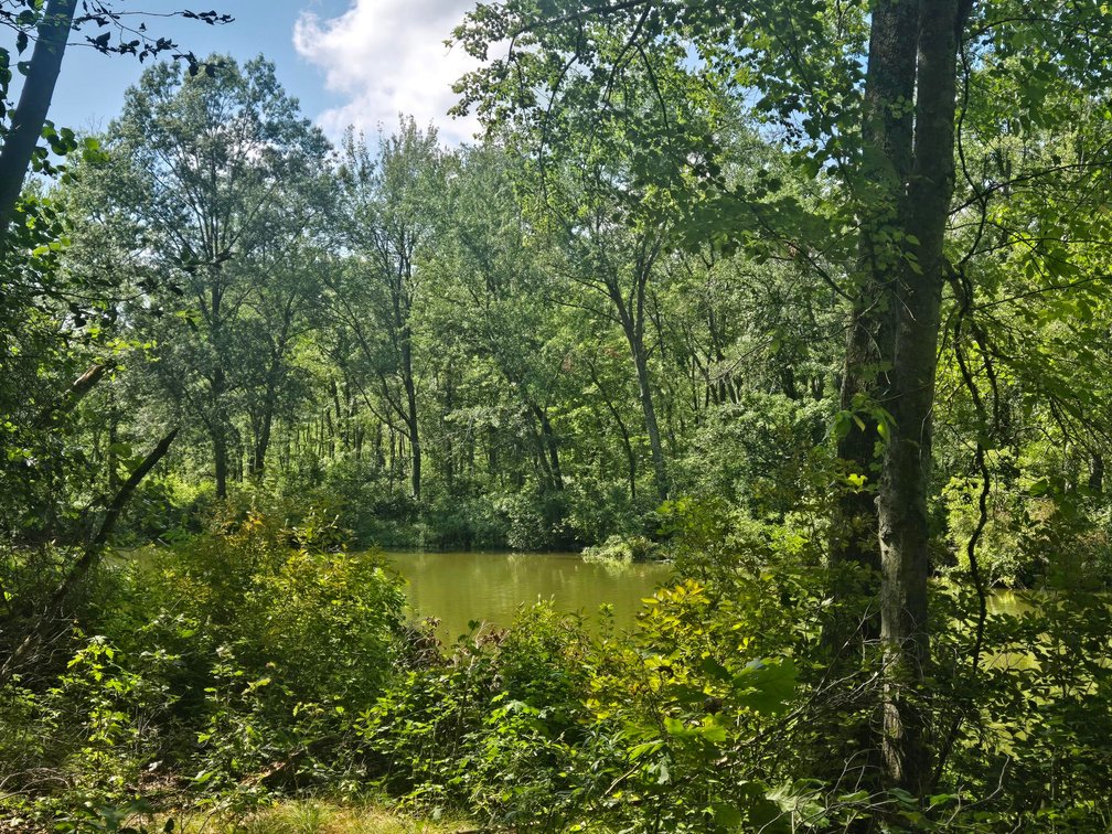 Image for Attention Builders and Dreamers...Check out this 3.96 +/- Acre Picture-Perfect Wooded Lot in Alloway Township