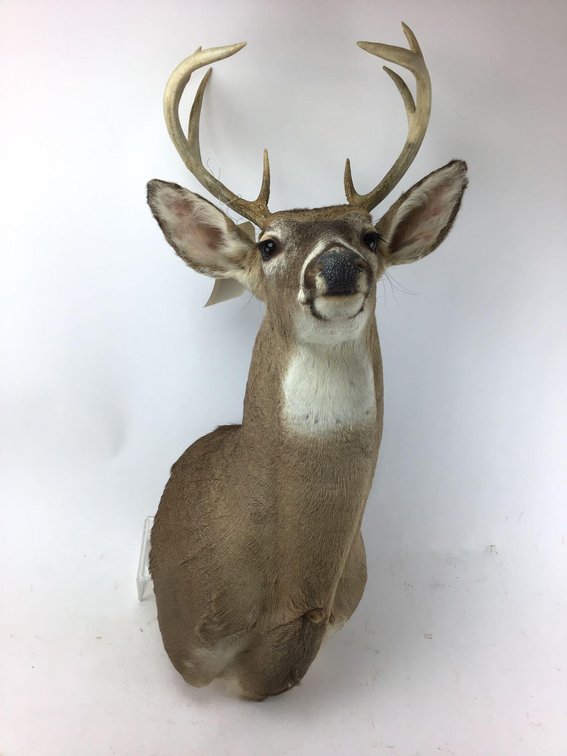 Image for Firearm Accessories | December 29, 2020 at 7:00 PM