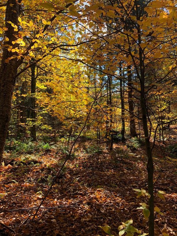 Image for Live and Online Land Auction: Lycoming County, PA