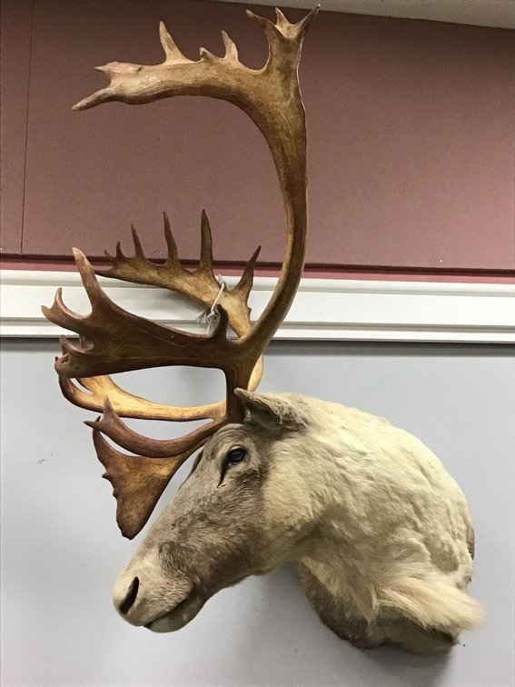 Caribou Shoulder Mount