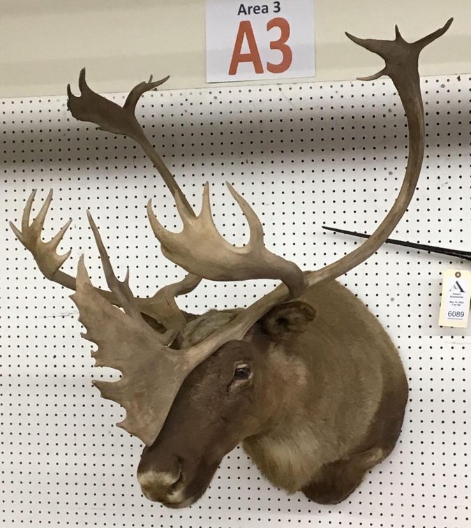 Caribou Shoulder Mount