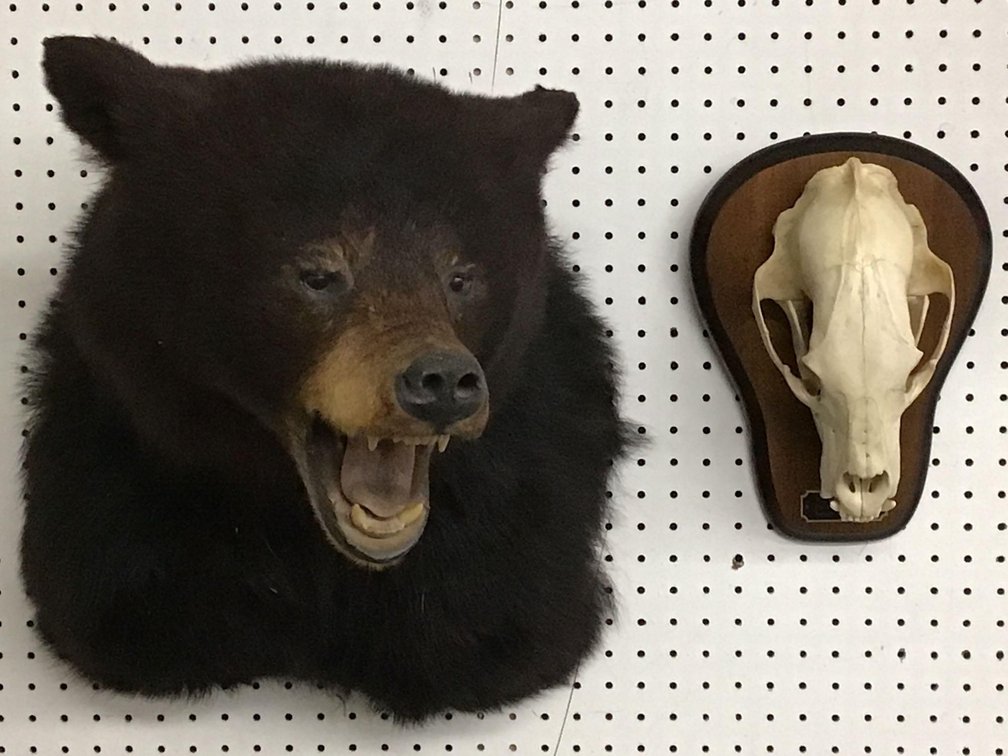 Black Bear  Shoulder Mount and Mounted Bear Skull
