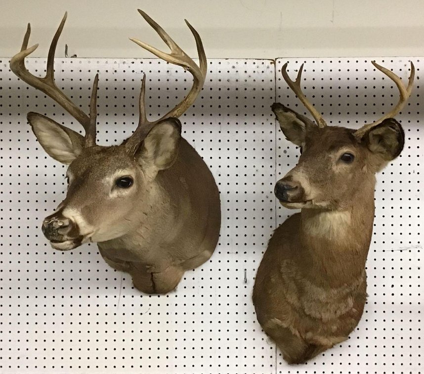 Whitetail Deer Shoulder Mounts (2)