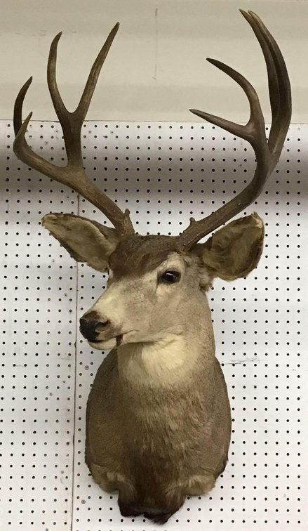 Mule Deer Shoulder Mount