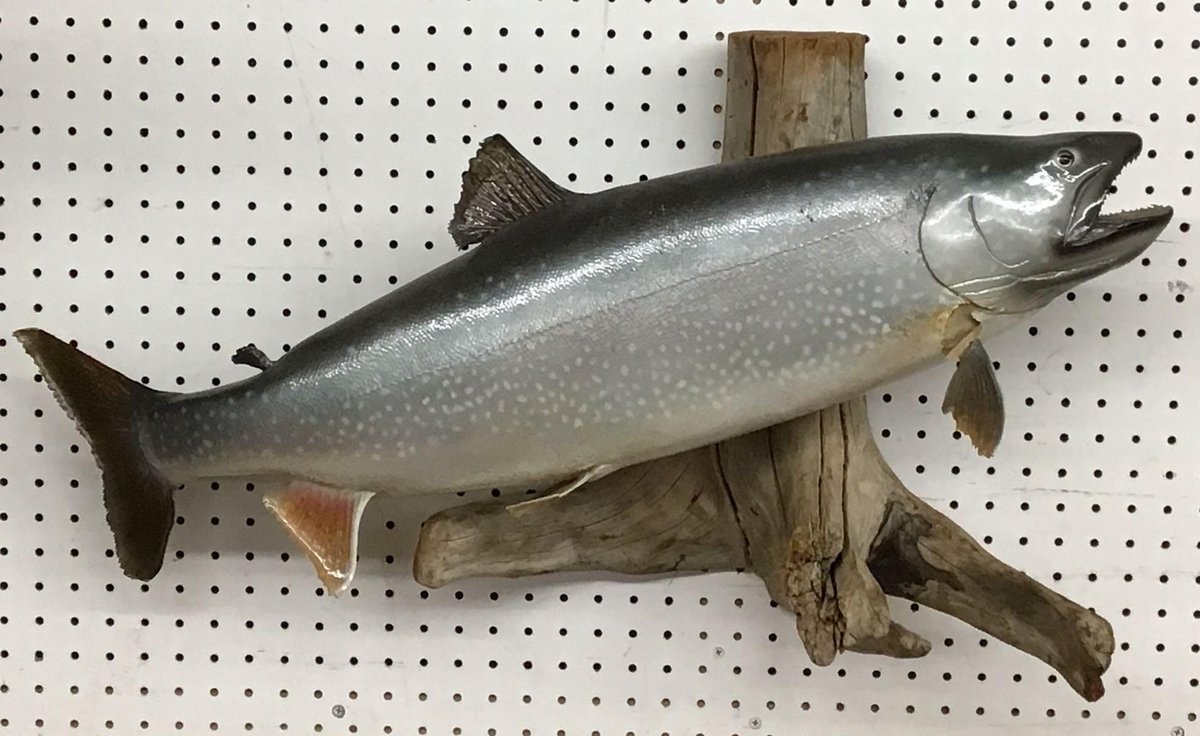 Lake Trout Mount