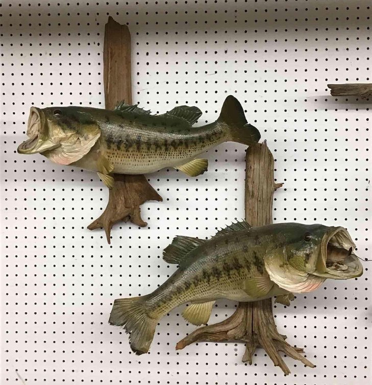 Largemouth Bass Mounts (2)